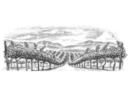 Vineyard rows 3